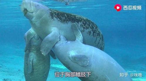 吃瓜动物视频下载免费观看,免费下载观看吃瓜动物视频，畅享欢乐时光  第3张