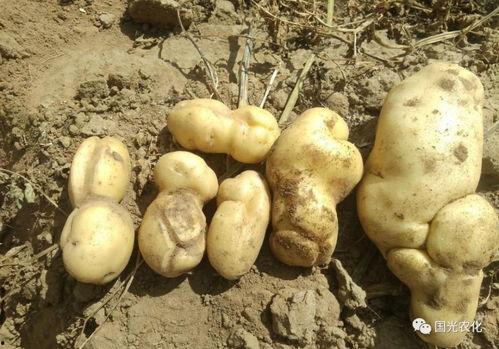 裂缝在线观看土豆,土豆独家首播，揭秘神秘裂痕背后的真相  第3张